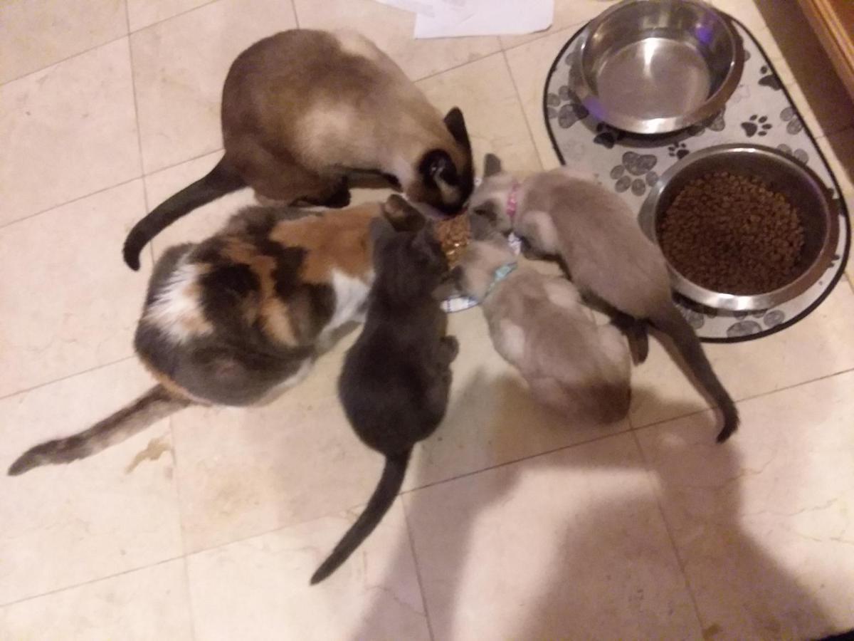 Catmosphere لاس فيغاس المظهر الخارجي الصورة